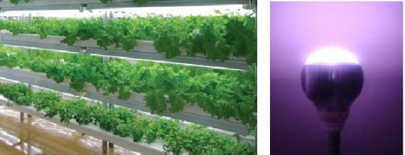 Plant factory LED illumination